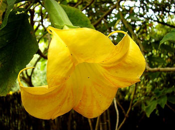 (image for) Angels Trumpet Seeds 'Yellow' (5 Seeds) - Click Image to Close